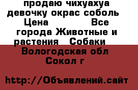 продаю чихуахуа девочку,окрас соболь › Цена ­ 25 000 - Все города Животные и растения » Собаки   . Вологодская обл.,Сокол г.
